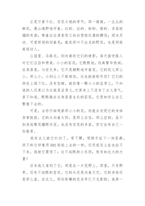 像苔花一样绽放作文.docx