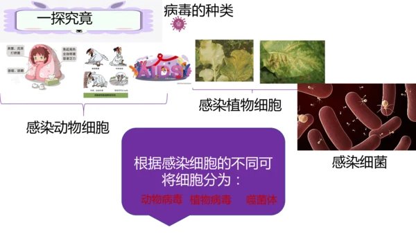人教版生物七年级上册2.3.4《病毒》（课件）(共19张PPT)+视频素材