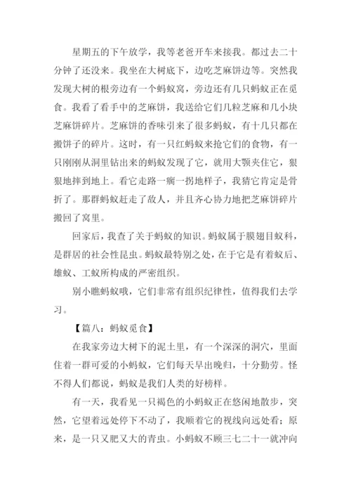 关于蚂蚁作文400字.docx