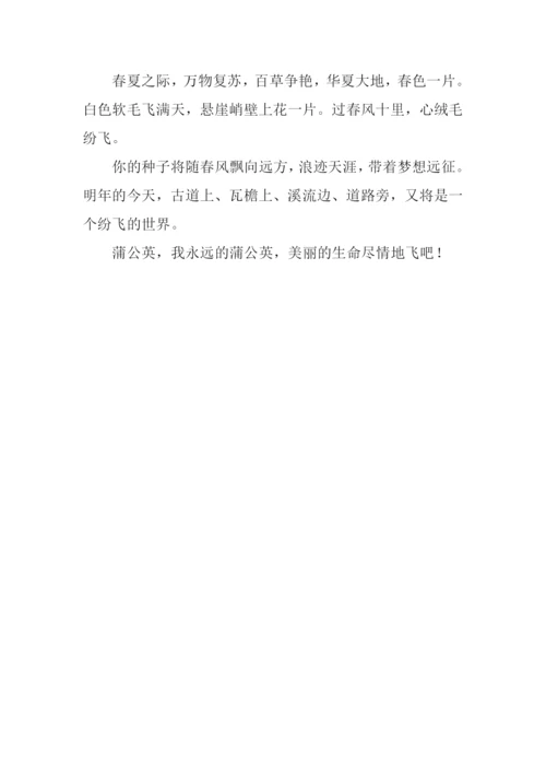 永远的蒲公英作文900字.docx