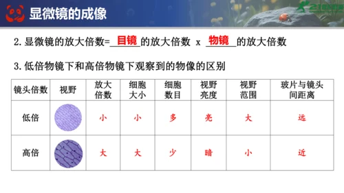 人教版（2024）七年级上册生物七年级上册期末总复习课件(共31张PPT)