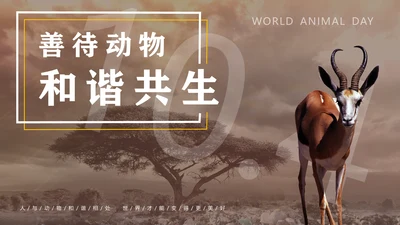 保防野生动物藏羚羊通用PPT模板