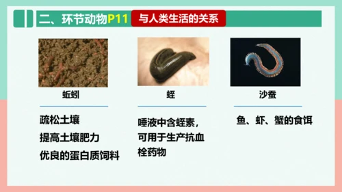 5.1.2线形动物和环节动物课件-人教版生物八年级上册(共47张PPT)