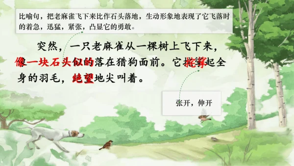 16 麻雀   课件