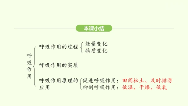 第三单元-第二章-第三节-呼吸作用课件-2024-2025学年七年级生物下学期人教版(2024)(共