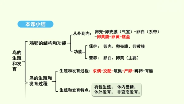 7.1.4鸟的生殖和发育课件-人教版生物八年级下册(共28张PPT)