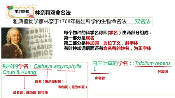 人教版生物七年级上册2.4.2《生物分类的方法——从种到界》课件(共26张PPT)