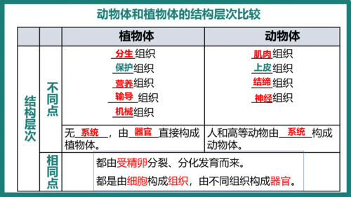 第一单元第三章从细胞到生物体（复习课件）-七年级生物上册同步教学精制课件（人教版2024）(共44张