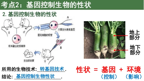 八下 第七单元复习课件(共58张PPT)