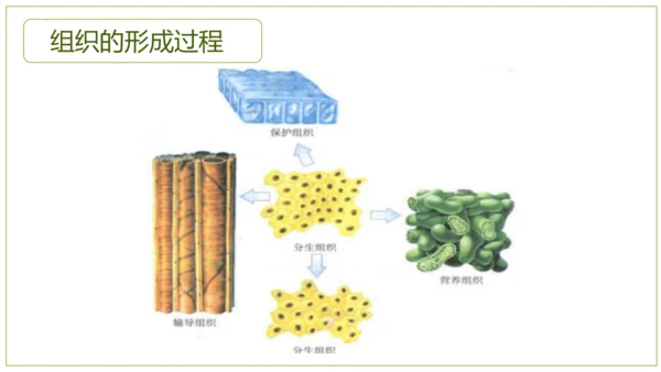 2.2.3植物体的结构层次 【说课课件】2023--2024学年人教版生物七年级上册(共42张PPT