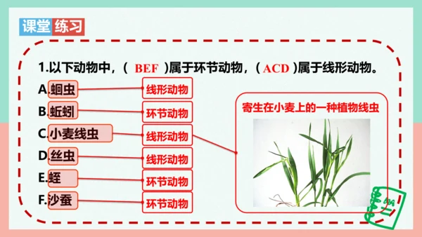 5.1.2线形动物和环节动物课件-人教版生物八年级上册(共47张PPT)