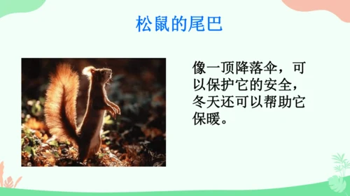 20 小壁虎借尾巴 课件