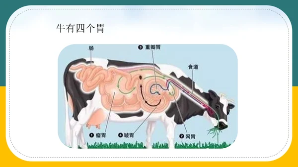 小学语文《在牛肚子里旅行》教育教学PPT课件