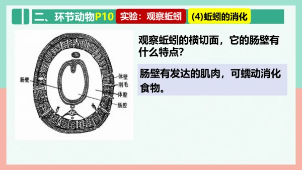 5.1.2线形动物和环节动物课件-人教版生物八年级上册(共47张PPT)