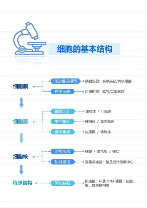 学习笔记-高中生物蓝绿简约竖版word模板