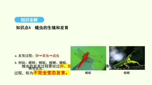 7.1.2昆虫的生殖和发育课件-人教版生物八年级下册(共26张PPT)