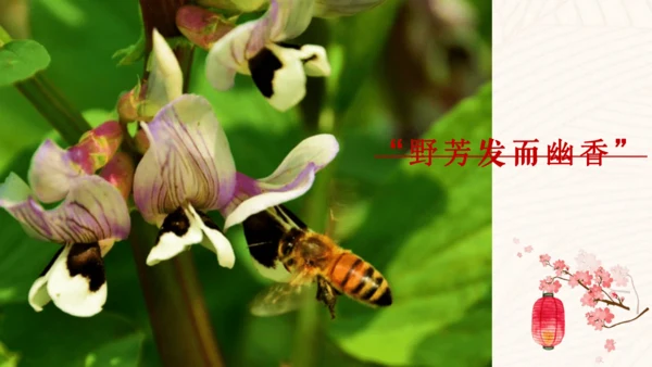 第12课《醉翁亭记》课件