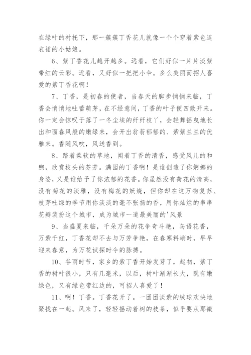 描写丁香花好句.docx
