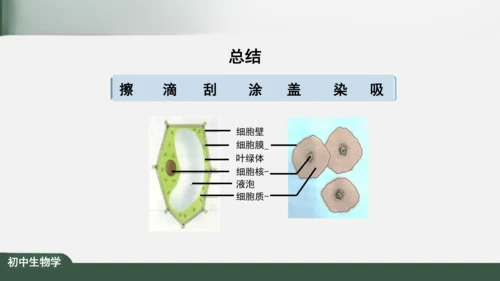 2.1.3 动物细胞 课件（共32张PPT）