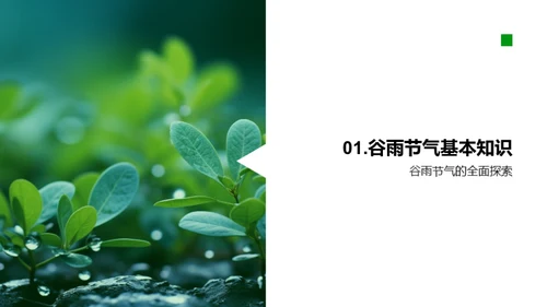 谷雨营销新媒体实战