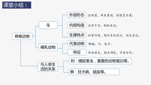 人教版生物七年级上册2.2.2《脊椎动物（三）鸟和哺乳动物》教学课件(共32张PPT)+视频素材