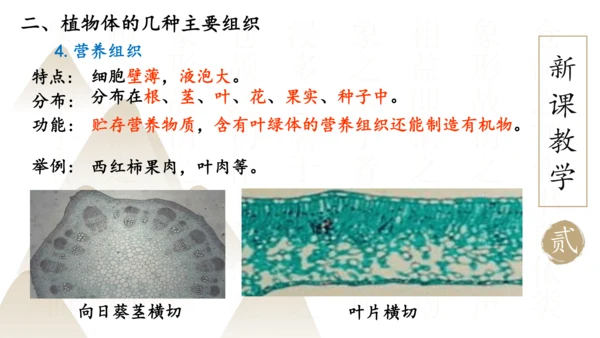 2.2.3 植物体的结构层次2023-2024学年七年级生物上册精品课件（人教版）(共18张PPT)
