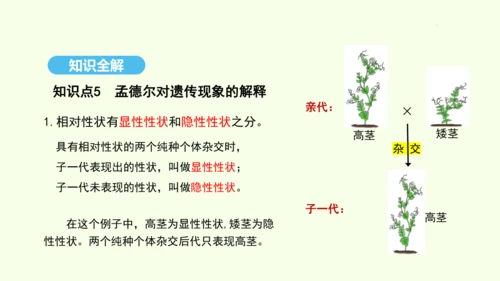 7.2.3基因的显性和隐性课件-人教版生物八年级下册(共31张PPT)