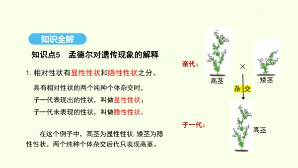 7.2.3基因的显性和隐性课件-人教版生物八年级下册(共31张PPT)