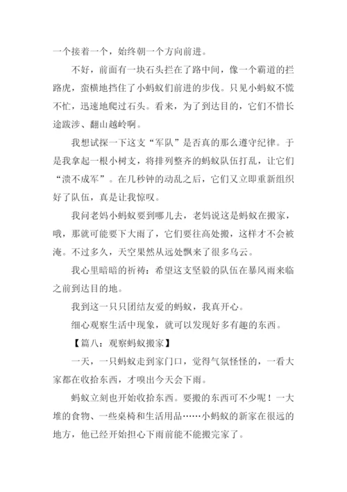 观察蚂蚁搬家的作文.docx
