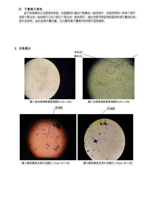 细菌芽孢染色及酵母菌的观察-山东大学