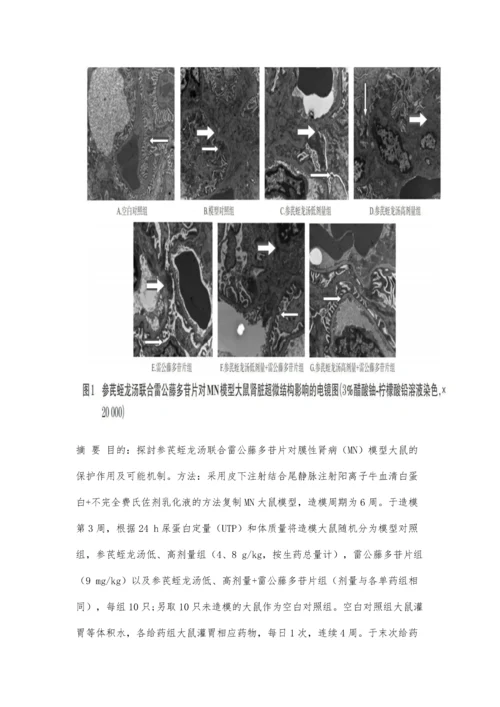 参芪蛭龙汤联合雷公藤多苷片对膜性肾病模型大鼠保护作用的实验研究.docx