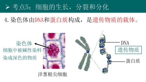 七上 第二单元生物体的结构层次-复习课件(共35张PPT)