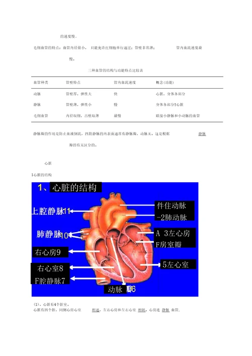 血液循环生物知识点