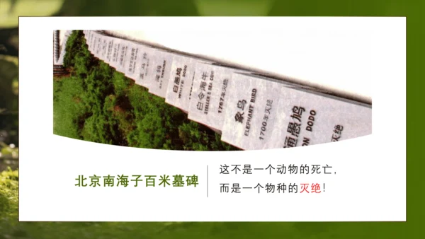 人教版生物八年级上册6.3《保护生物的多样性》课件(共27张PPT)