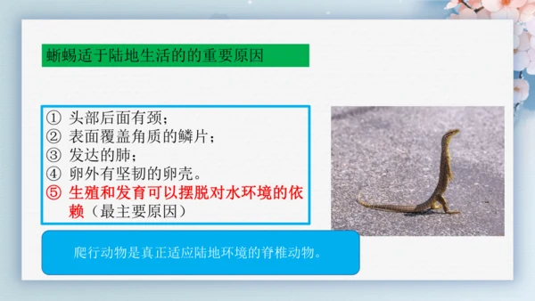 2.2.2脊椎动物（第2课时两栖动物和爬行动物）-七年级生物上册同步优质备课系列（人教版2024新教