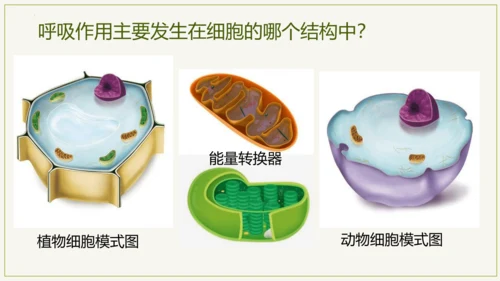 3.5.2 绿色植物的呼吸作用（课件）七年级生物上学期（人教版）(共32张PPT)