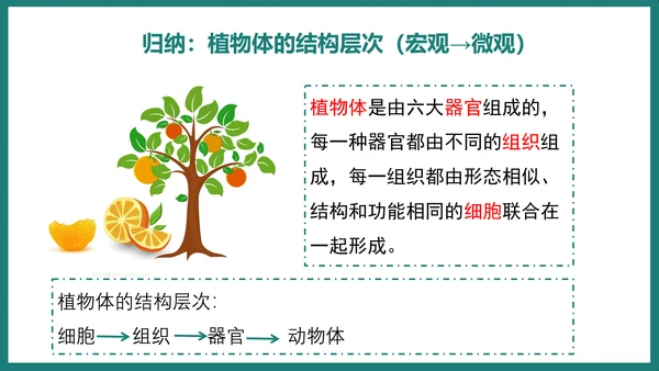 第一单元第三章从细胞到生物体（复习课件）-七年级生物上册同步教学精制课件（人教版2024）(共44张