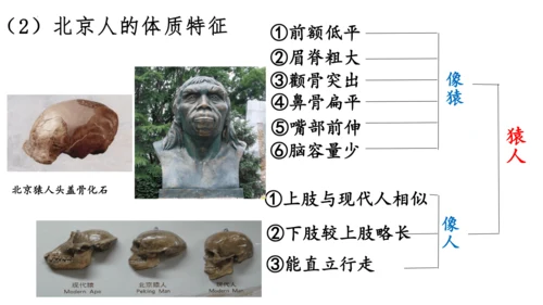 第1课 中国境内早期人类的代表—北京人  课件