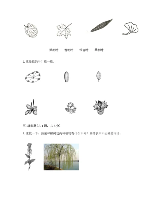 教科版科学一年级上册第一单元《植物》测试卷及参考答案【综合卷】.docx