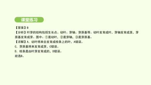 第三单元-第一章-第二节-植株的生长课件-2024-2025学年七年级生物下学期人教版(2024)(
