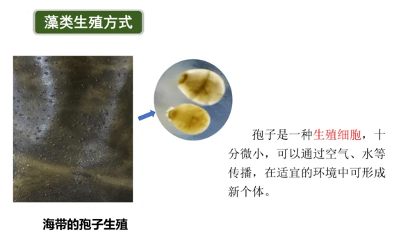 2.1.1藻类、苔藓植物和蕨类植物-七年级生物上学期同步优质课件（人教版2024）(共26张PPT)