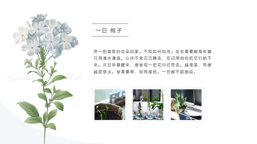 清醒纪植物绘小清新文艺女青年通用PPT模板