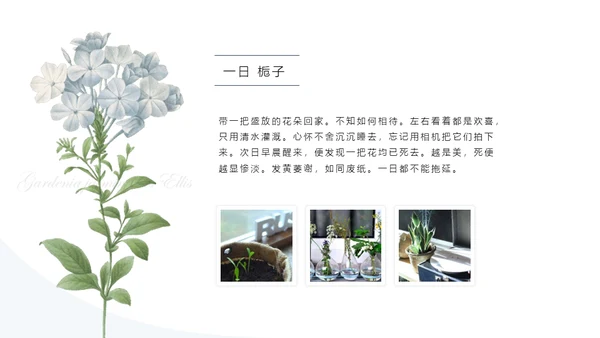清醒纪植物绘小清新文艺女青年通用PPT模板