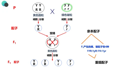 高中生物豌豆杂交实验PPT课件