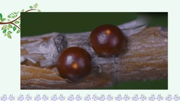22小毛虫  课件