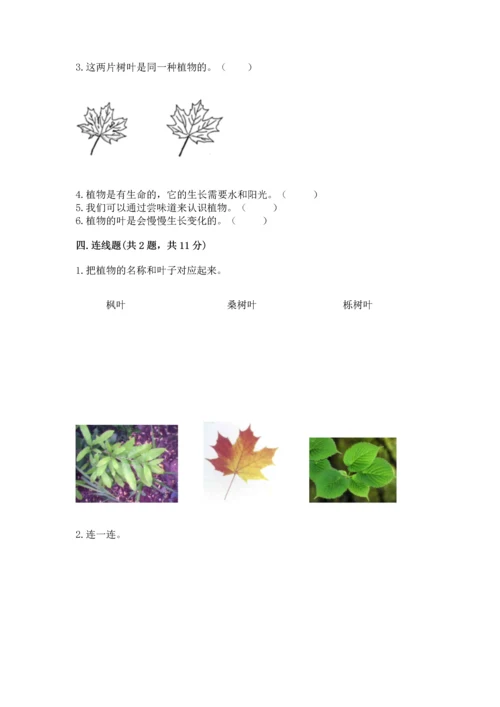 教科版科学一年级上册第一单元《植物》测试卷及完整答案（考点梳理）.docx