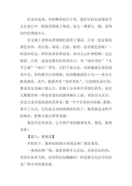 观菊花作文0.docx