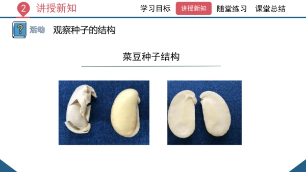 3.1.2  种子植物（课时1 种子的结构）课件-2023-2024学年人教版生物七年级上册(共24