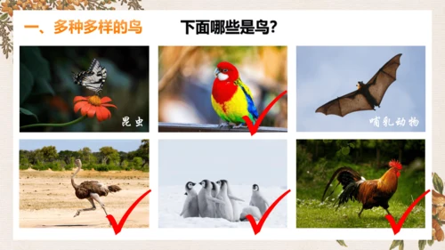 人教版生物八年级上册5.1.6《鸟》课件(共27张PPT)