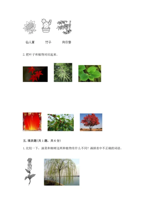 教科版科学一年级上册第一单元《植物》测试卷含答案【综合卷】.docx